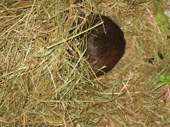 Thea Bum Hay Nest.webp