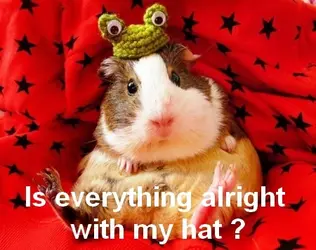 funny-guinea-pig-with-funny-cap.webp