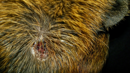 Benji Wound 1 (Copy).webp