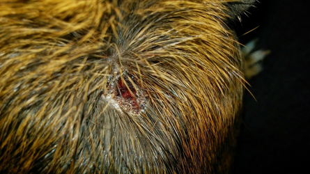 Benji Wound 3 (Copy).webp Benji Wound 3 (Copy).webp