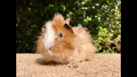 guinea-pig-rodents-for-sale-pair-of-boys-kidsgrove-image-3.webp