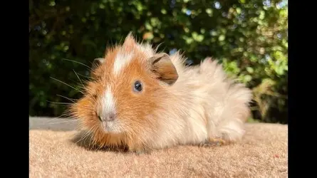 guinea-pig-rodents-for-sale-pair-of-boys-kidsgrove-image-2.webp