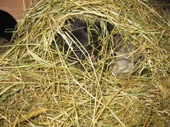 Betsy Hay Nest.webp