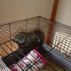 wilf is home.webp