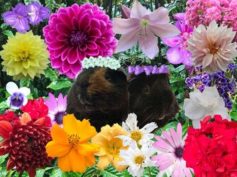 Flower piggies.jpg
