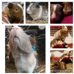 Collage 2022-02-22 20_22_37.webp