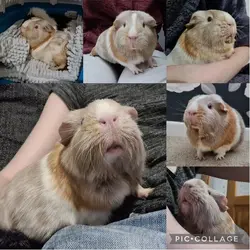 Collage 2022-02-22 20_26_17.webp
