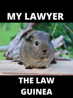 THE LAW GUINEA.png