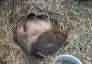 kanga asleep in a hay nest.webp