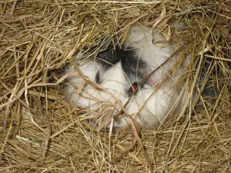 Lexi Hay Nest 2.webp