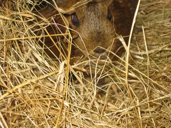 Thea Hay Nest 1.webp