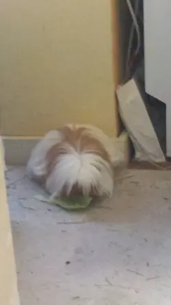 sniffed out lettuce.webp