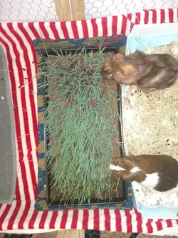 grass box (1).webp grass box (1).webp
