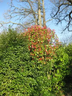 Bushes in garden.JPG