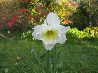 Daffodil.JPG