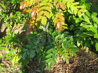 Mahonia 2.JPG