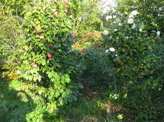 Pink & White Camellias.JPG