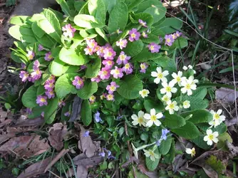 Pink & Yellow Primroses.JPG