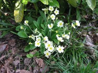 Yellow Primroses.webp