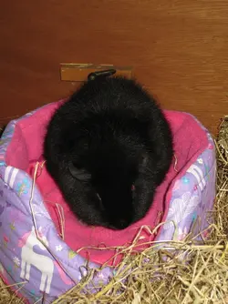 Meg Cuddle Cup 3.webp
