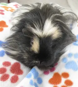 Betsy Cuddletime 1.webp