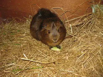 Thea Melon 1.webp