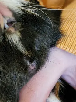 kaylor abscess 418.webp kaylor abscess 418.webp
