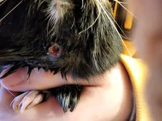 Kaylor Abscess 4.19.webp Kaylor Abscess 4.19.webp