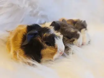 guinea pig sheba mini yak.jpg