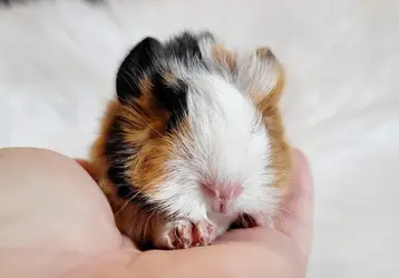 piggy boy.jpg
