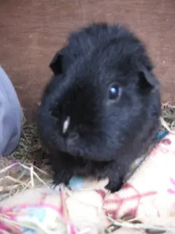 Meg looking cute 3.webp