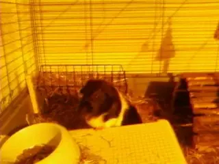 Bailey 3 011.webp
