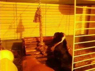 Bailey 3 010.webp