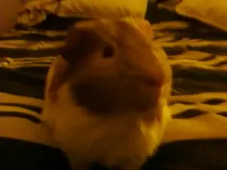 BonBon 1 004.webp