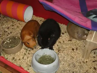 piggies.webp