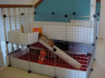 Guinee pig cage 001.webp