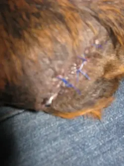 Gus`s stitches 002.webp Gus`s stitches 002.webp
