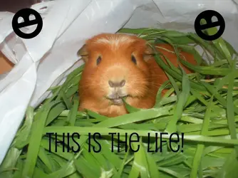 I'm CUTE.webp