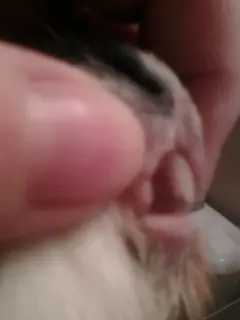 sophie.webp