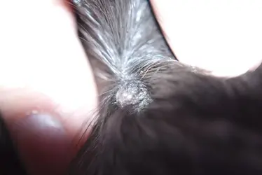 Alex's Lump.webp
