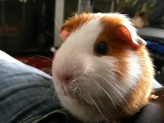 my baby gizmo.webp