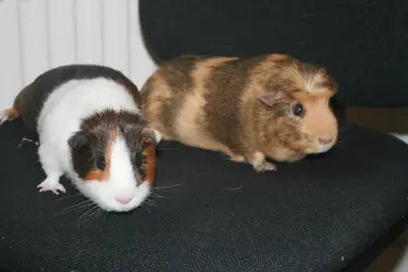 Benny and Jerry.webp
