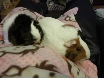 smokeyandbandit.webp