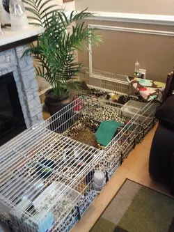 2 cages.webp 2 cages.webp