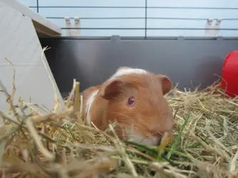 baby joey.webp
