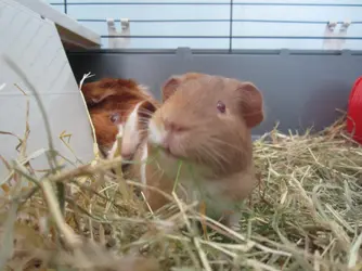 baby joey 1.webp