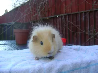 guinea pigs 016.webp