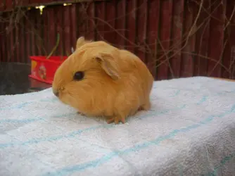 guinea pigs 012.webp