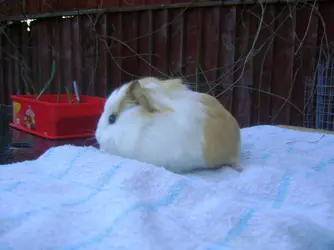 guinea pigs 017.webp