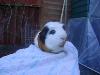 guinea pigs 029.webp